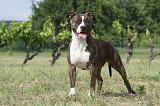 AMSTAFF ADULT 161